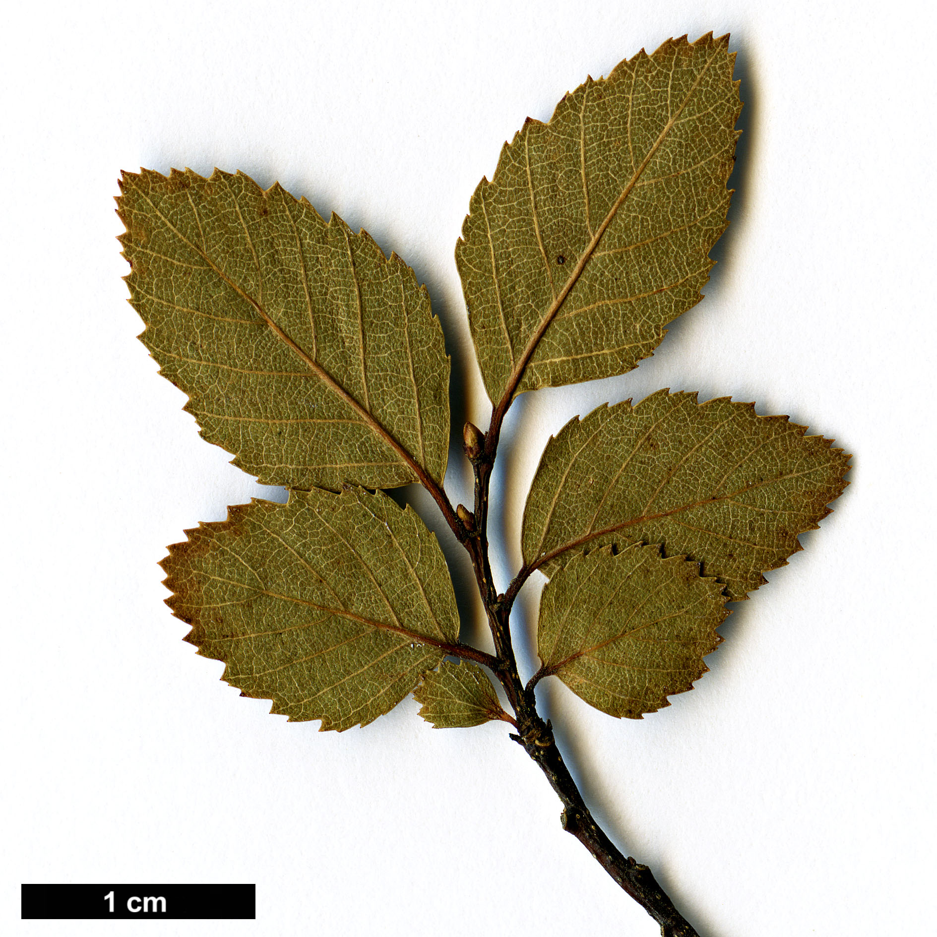 High resolution image: Family: Nothofagaceae - Genus: Nothofagus - Taxon: menziesii × N.obliqua